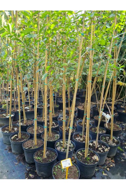 Верба п’ятитичинкова - саджанці в горщиках